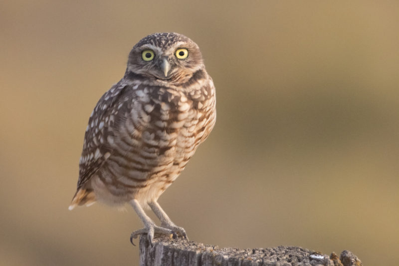 hansa burrowing owl