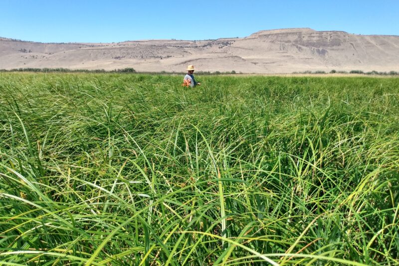 Intern collecting vegetation samples in wide open field of sedges and grass well over 4 feet tall.
