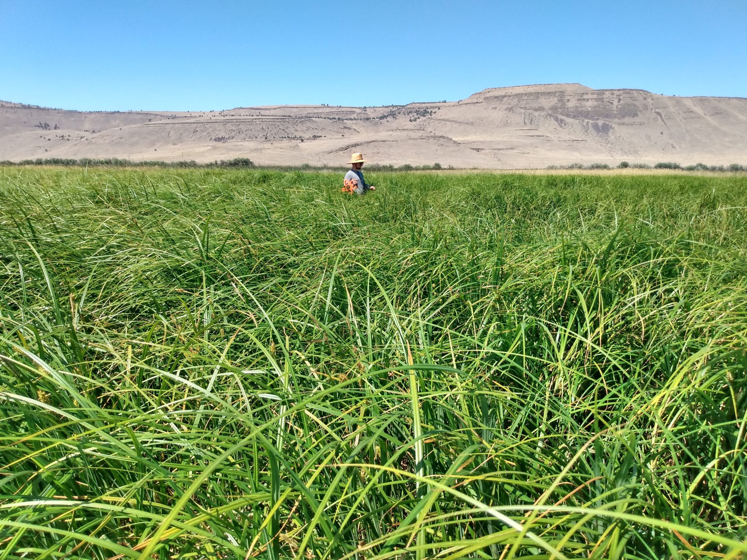 Intern collecting vegetation samples in wide open field of sedges and grass well over 4 feet tall.