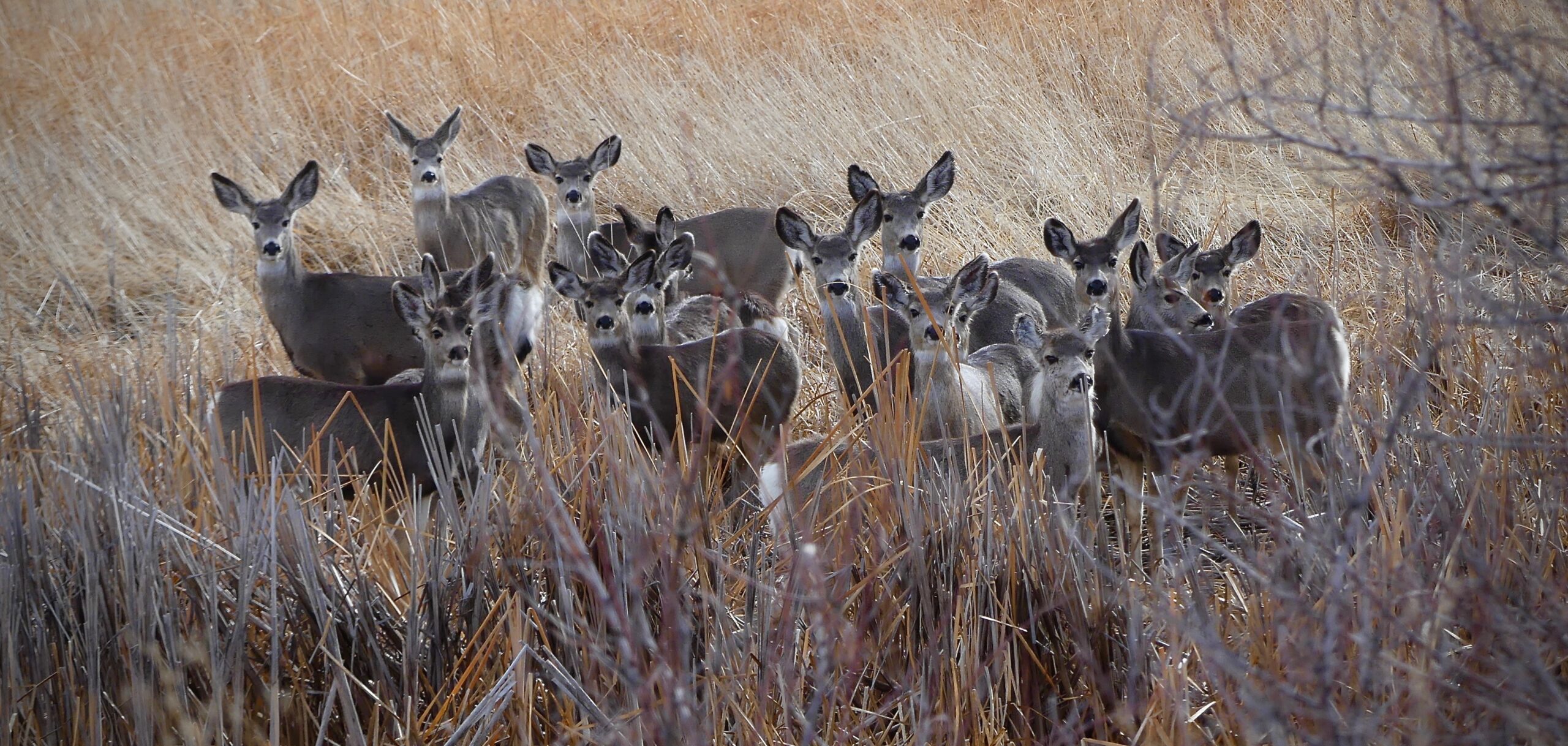 Herd of over 12 mule deer are huddled together tightly with tall, dormant vegetation surrounding them. All of the deer are looking directly at you.