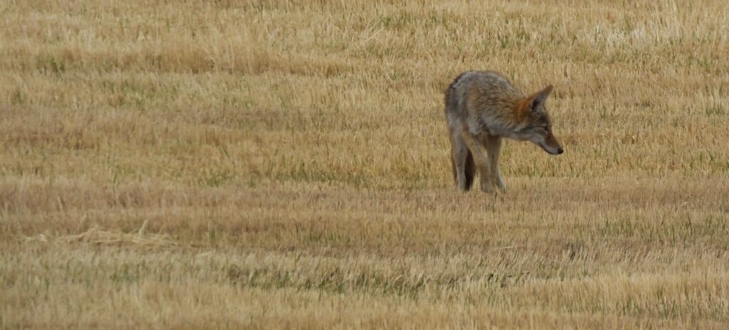 Adult coyote with grey and rusty red fur walks through open field of golden brown grasses.