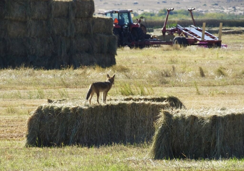 In a field of farm equipment and stacks of bailed hay, a lone coyote surveys stands on a short stack of bailed hay and looks over the field.