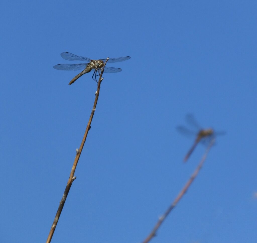 Two dragonflies sit atop of barren stems.