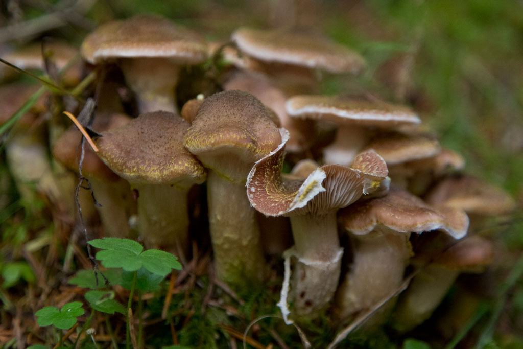 Humongous Fungus of Southeast Oregon Friends of Malheur National