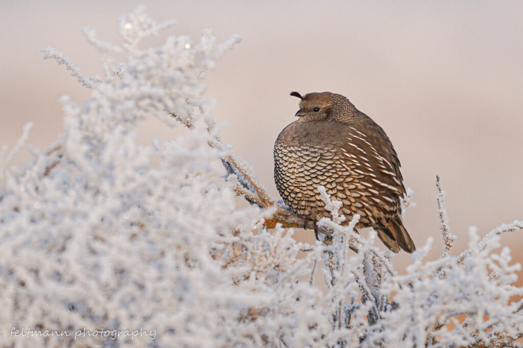 California quail with feathers fluffed for warmth, perched on frosty branches.