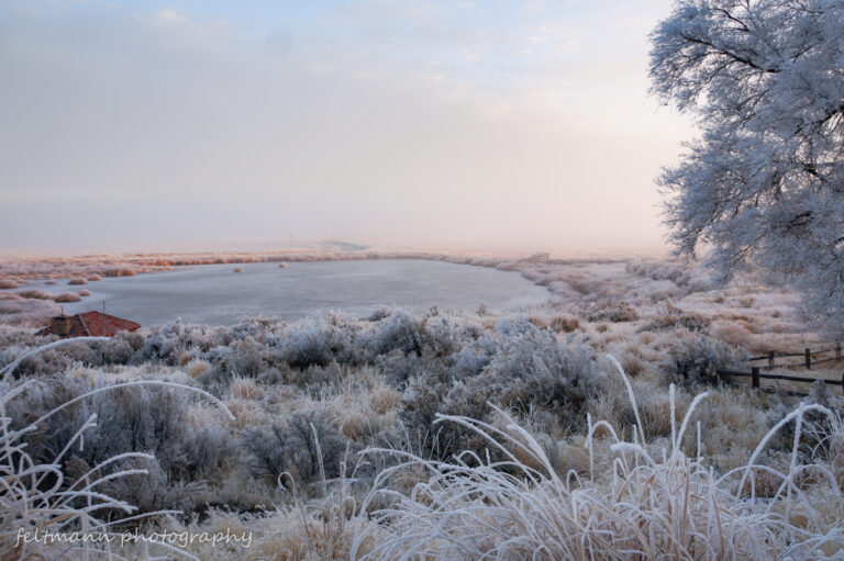 Frozen pond in the distance with a tree and grasses all covered in frost.