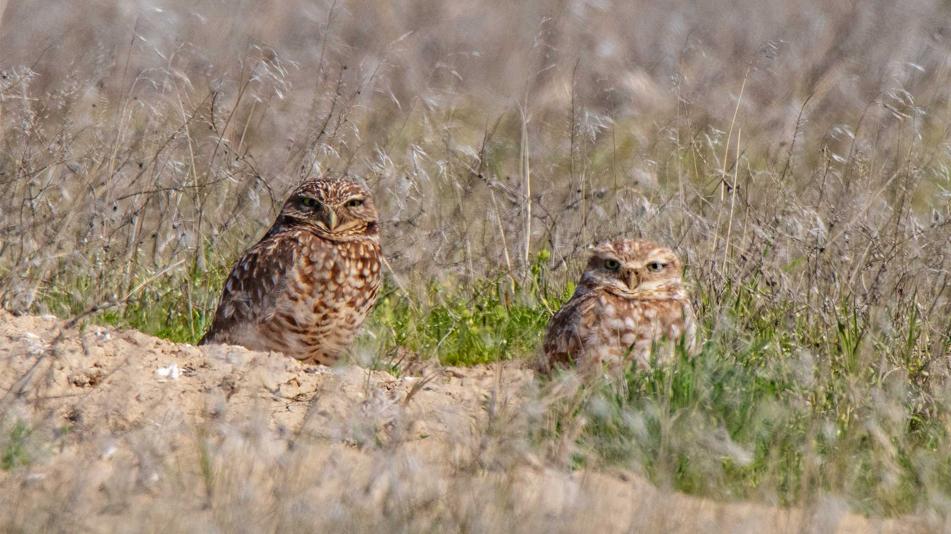 Dan Streiffert Two Owls On Ground