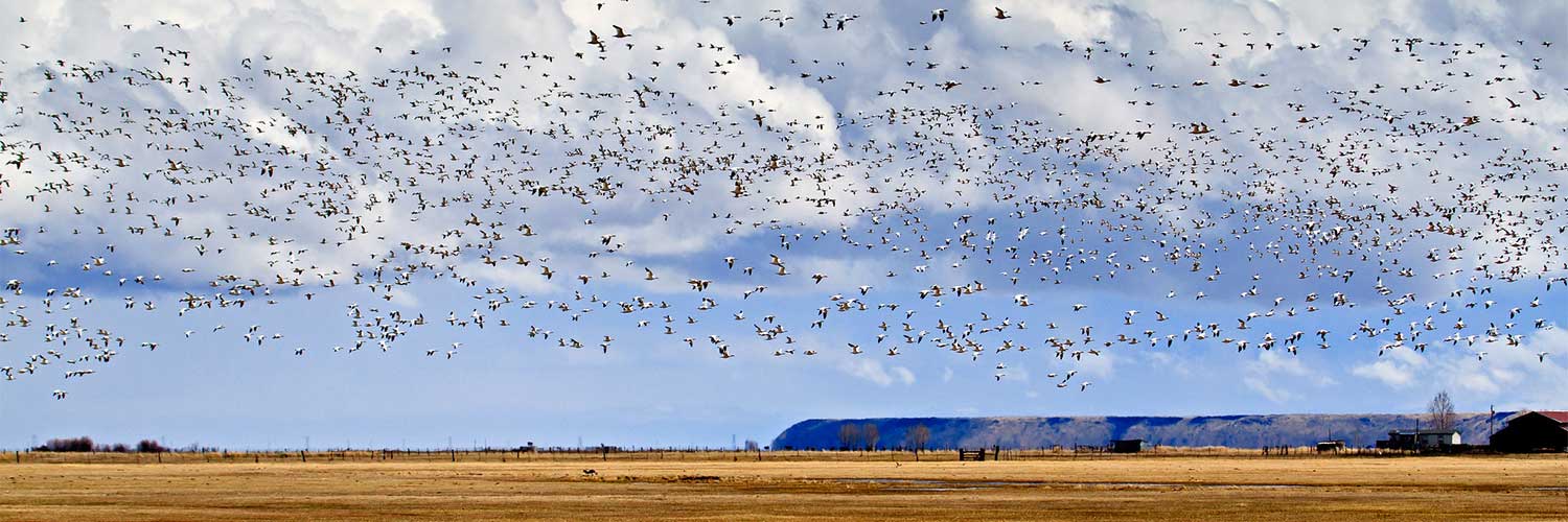 Dan Strieffert Flock Of Geese Flying Malheur Refuge
