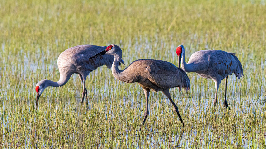 Trio Of Sandhill Cranes In Marsh