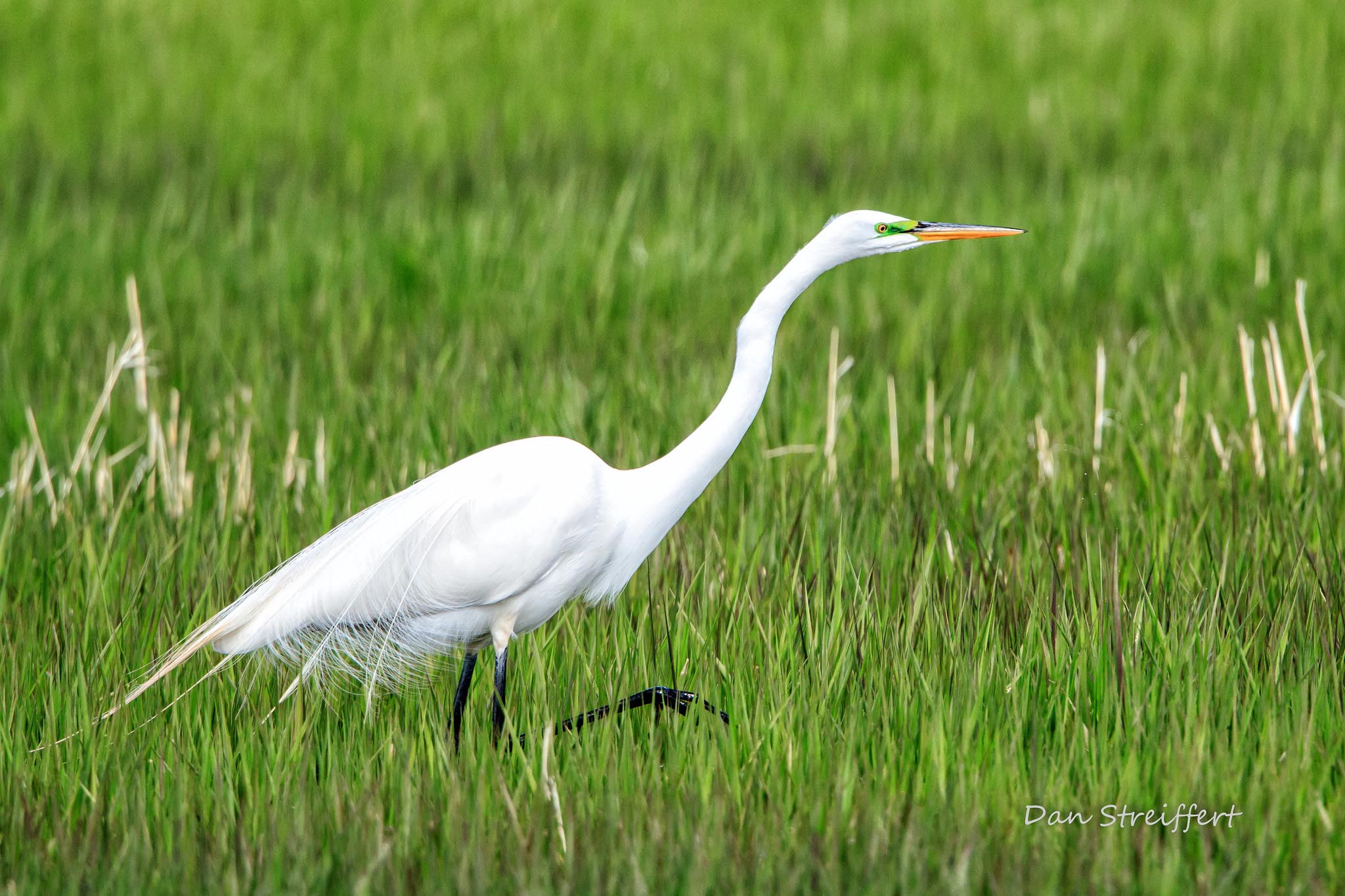 Great Egret