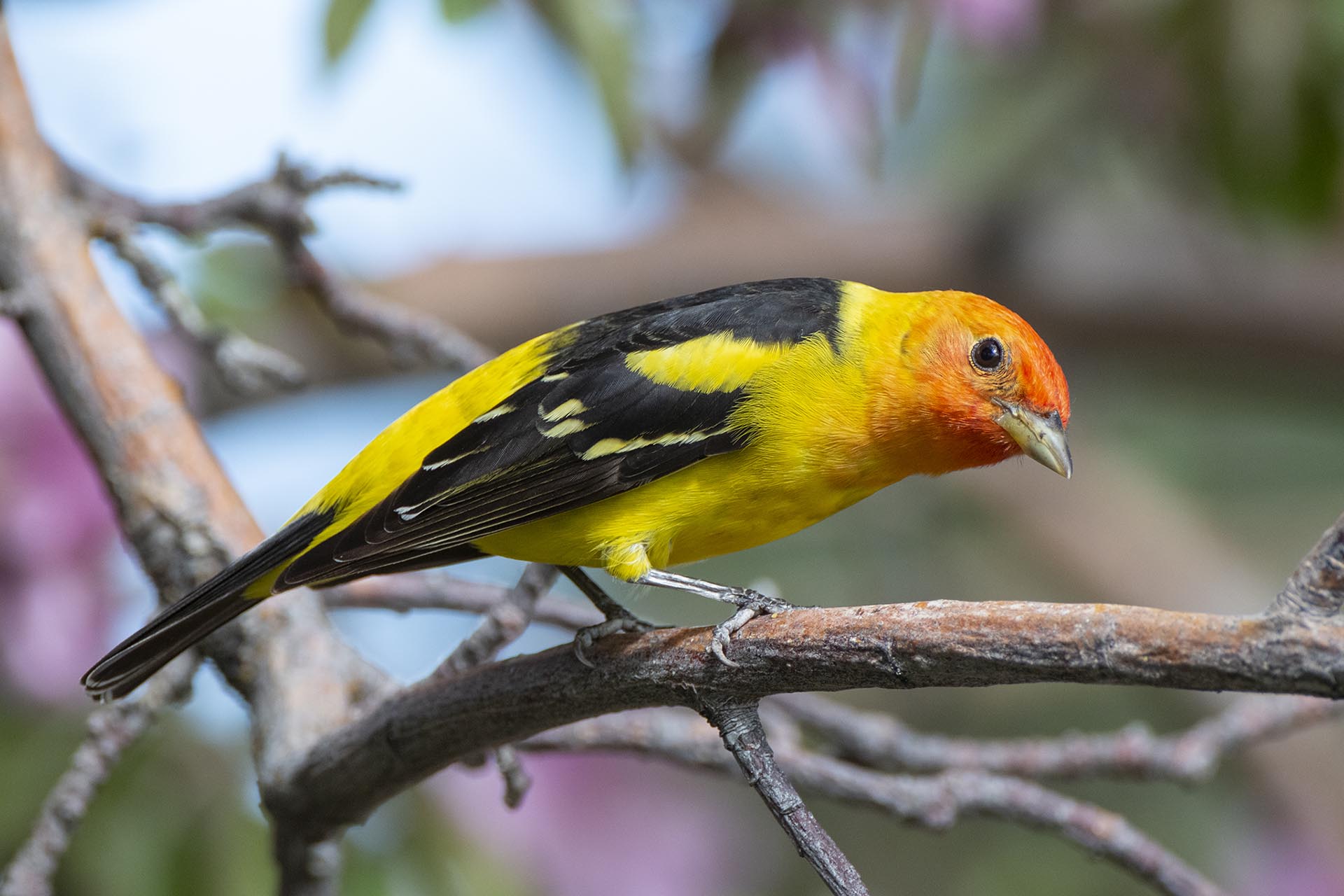 Western Tanager