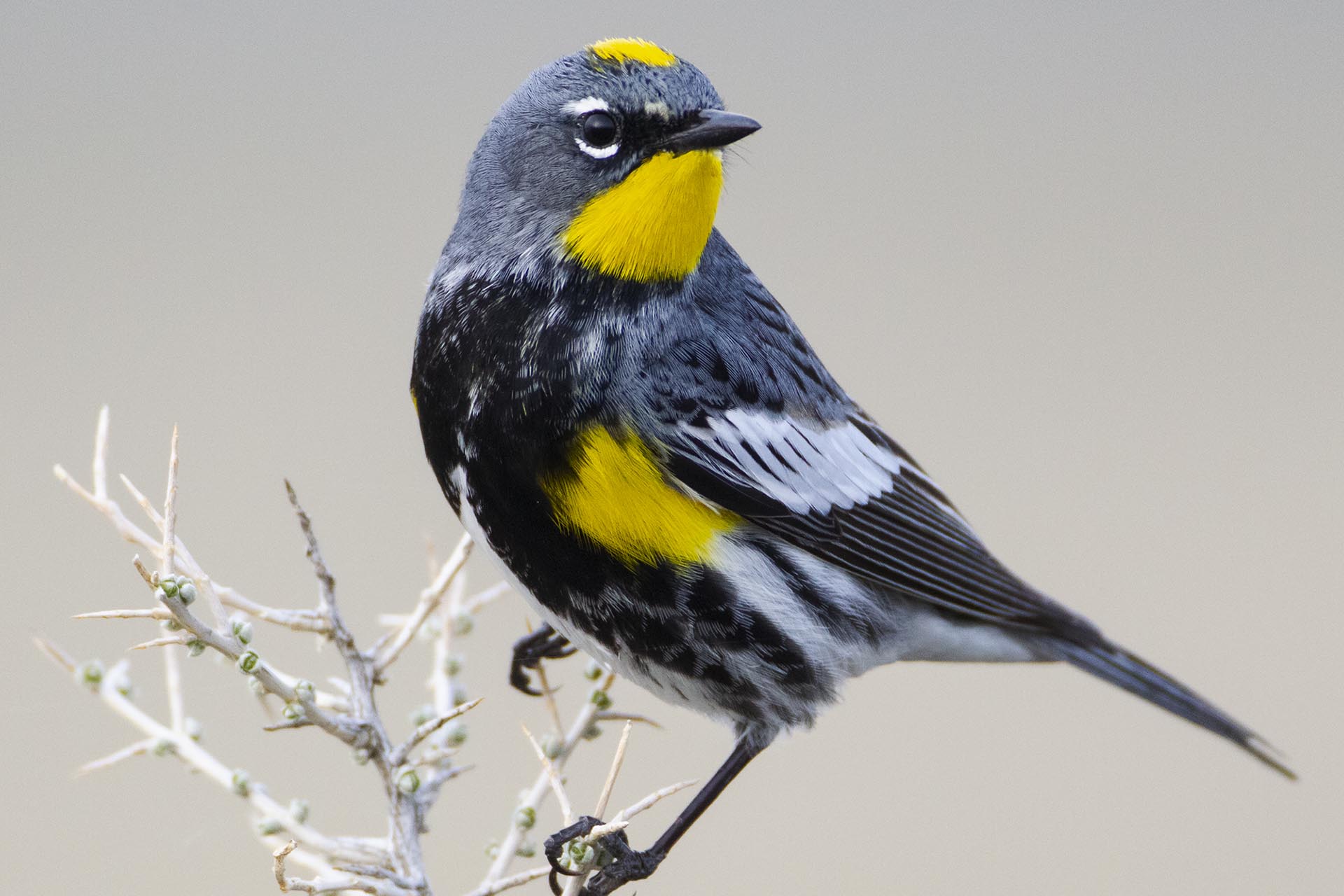 Bird Days of Summer - Bird Malheur National Wildlife Refuge ...