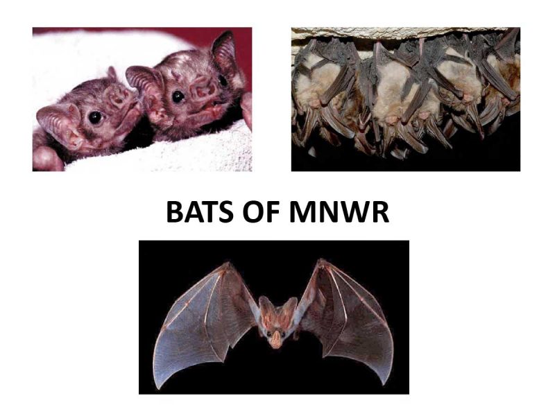 USFW MNWR Bats Guide