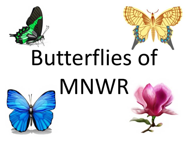 USFW MNWR Butterflies Guide