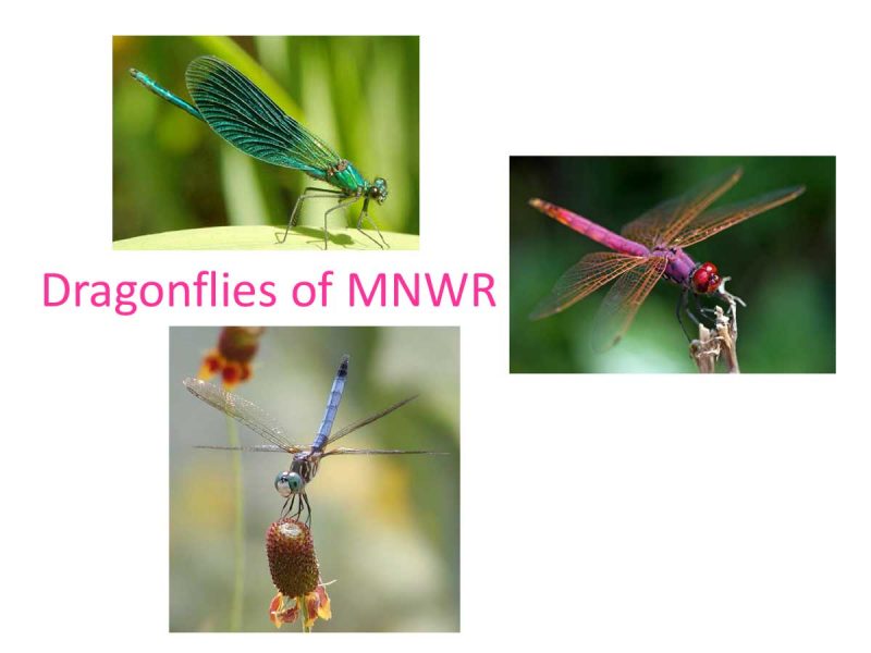 USFW MNWR Dragonflies Guide