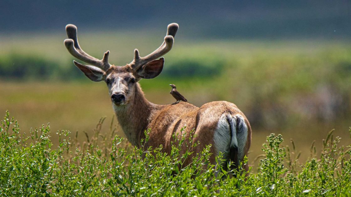 Mule Deer - Photo by Dan Streiffert