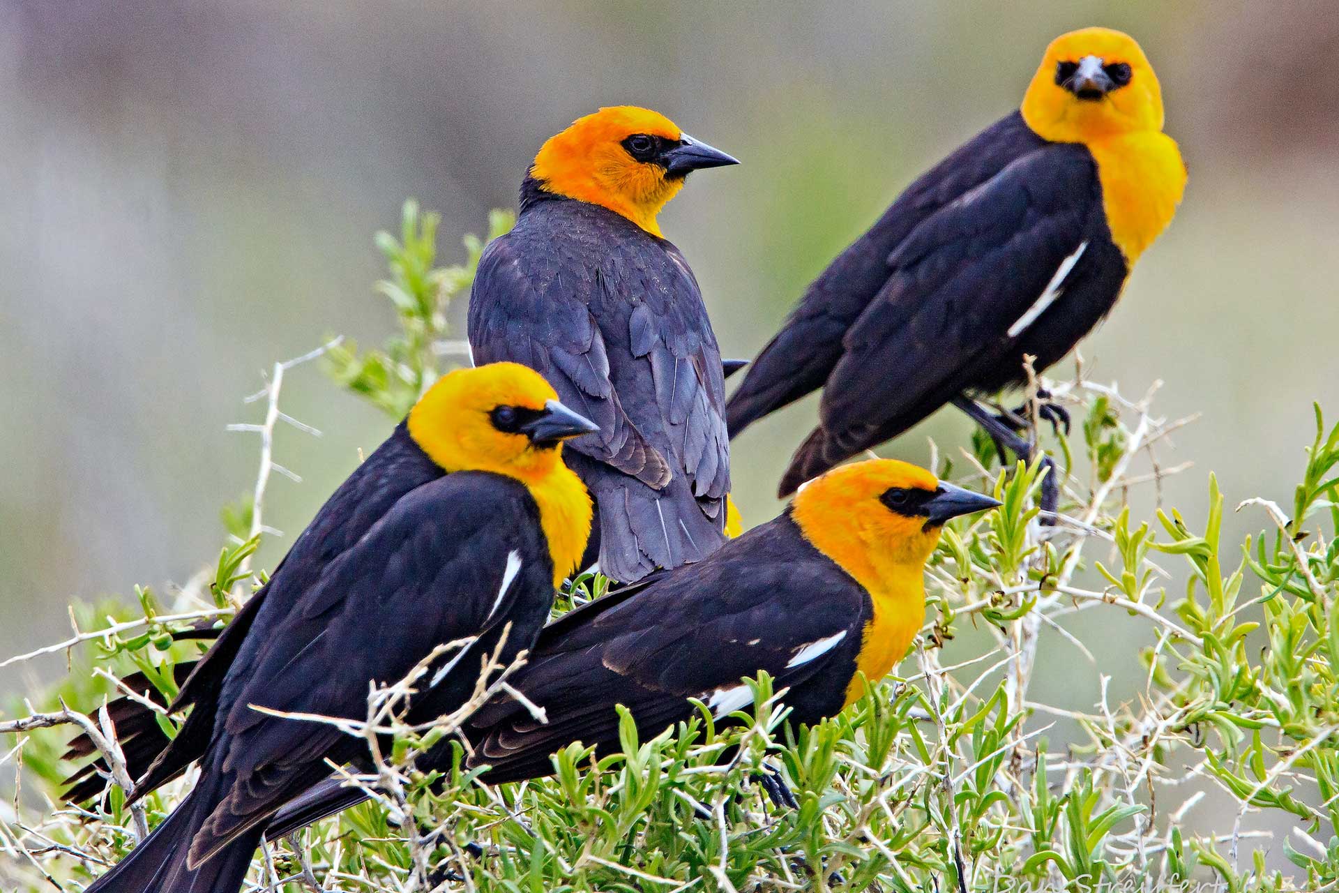 Yellow Headed Blackbirds On Greasewood