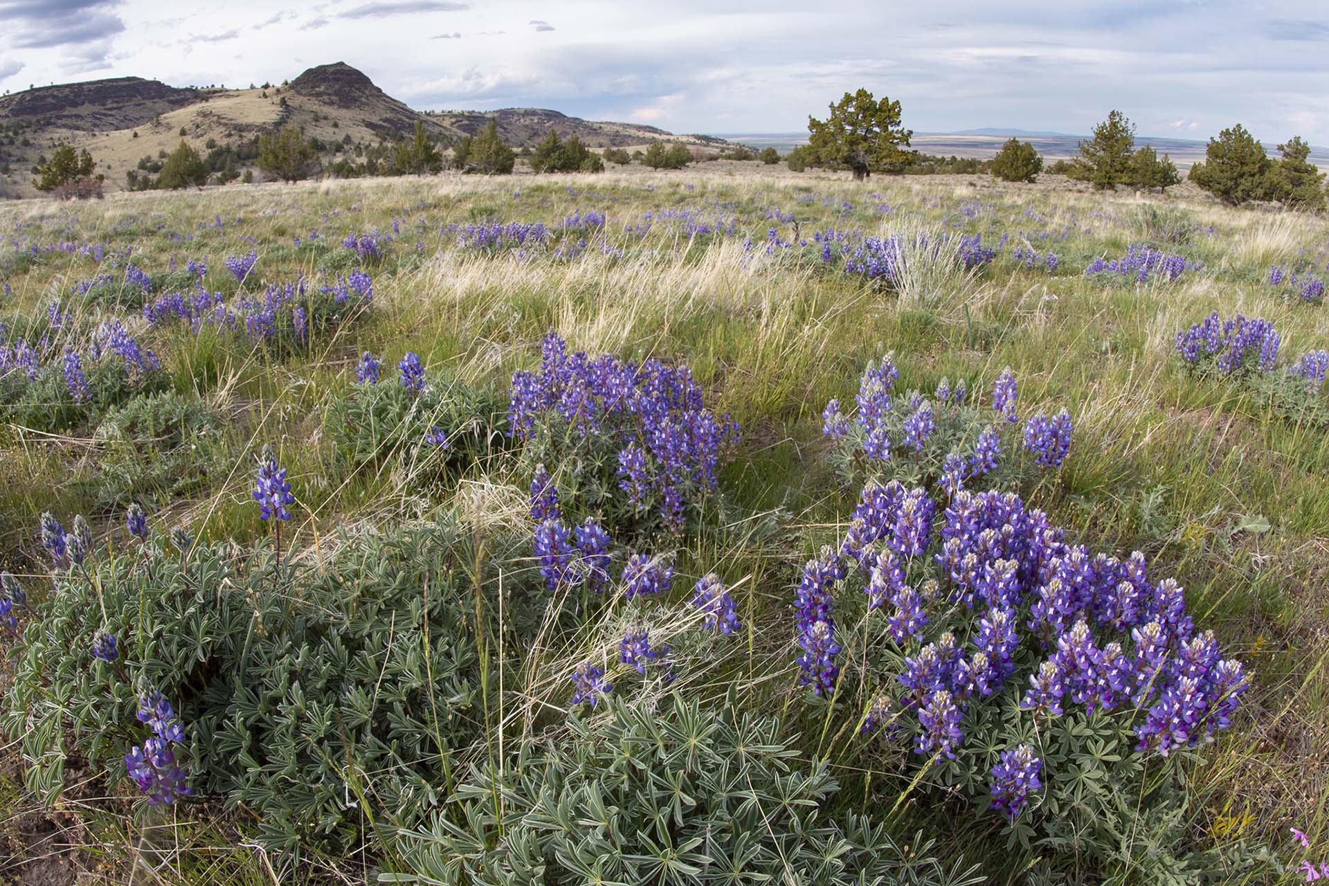 Lupines Near Frenchglen