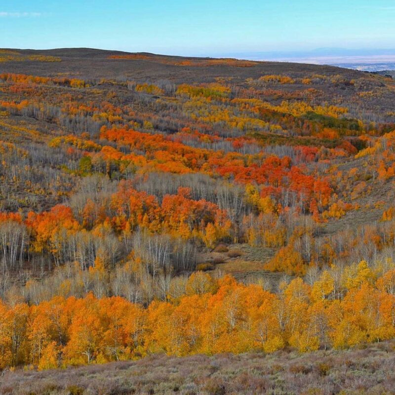 Steens Mountain Aspens In The Fall-Photo By Peter Pearsall