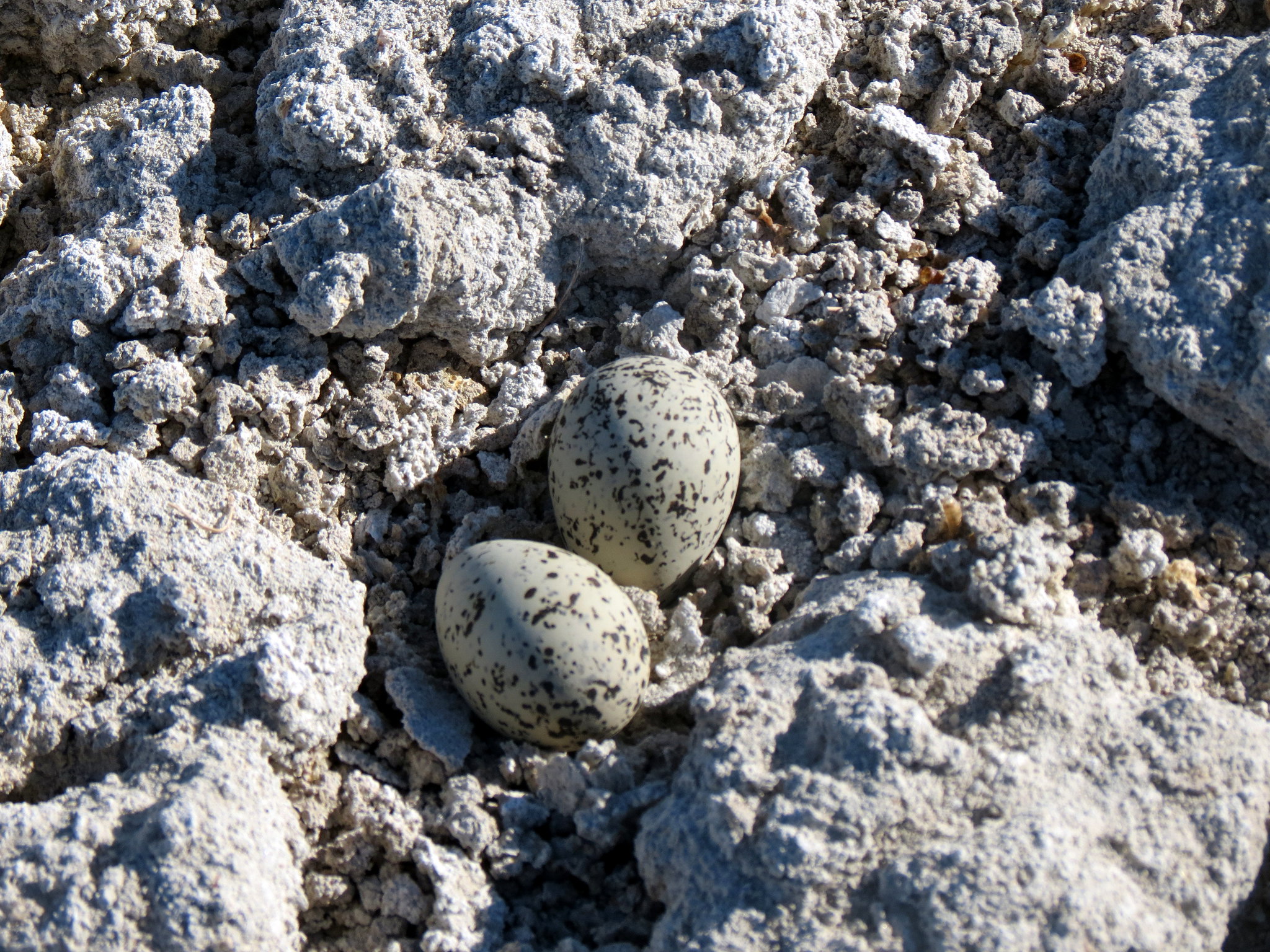 Snowy Plover Nest iwth two eggs