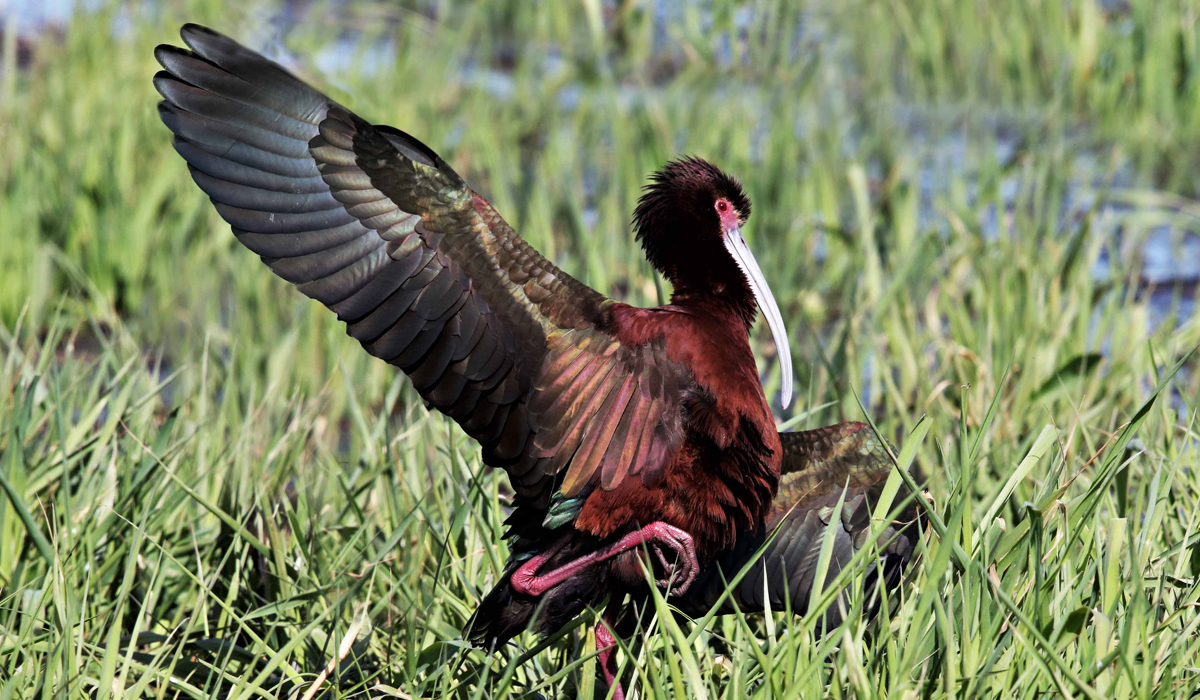 White-faced Ibis