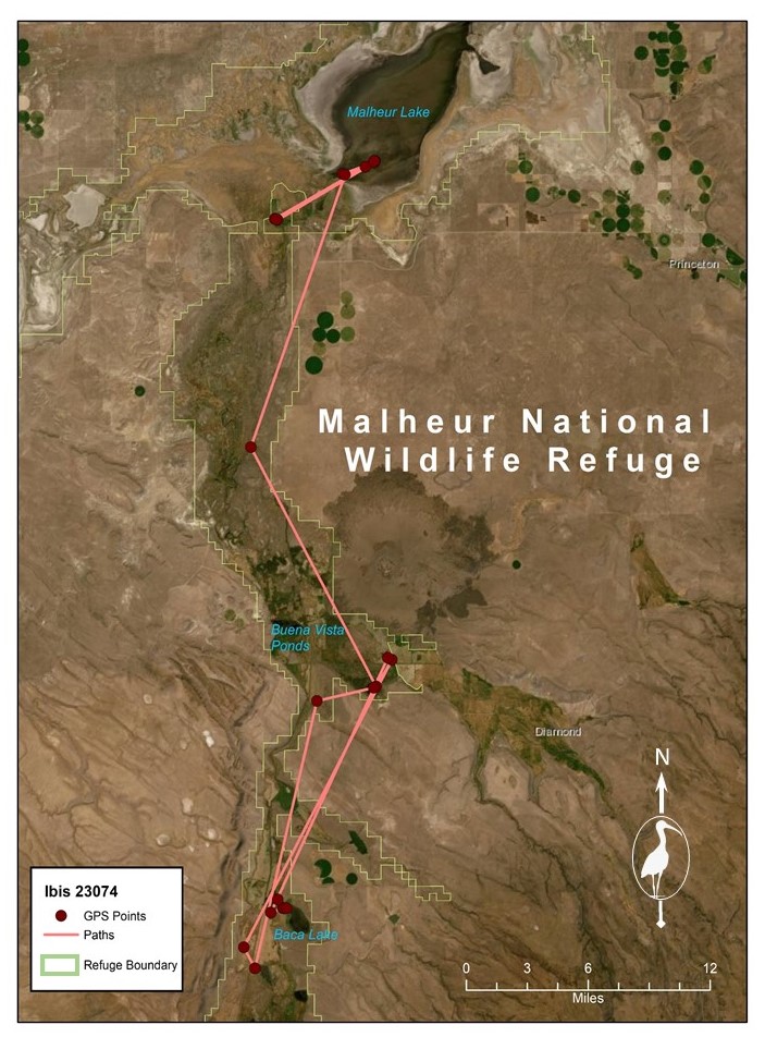 Aerial map of Malheur NWR with line indicating ibis movement