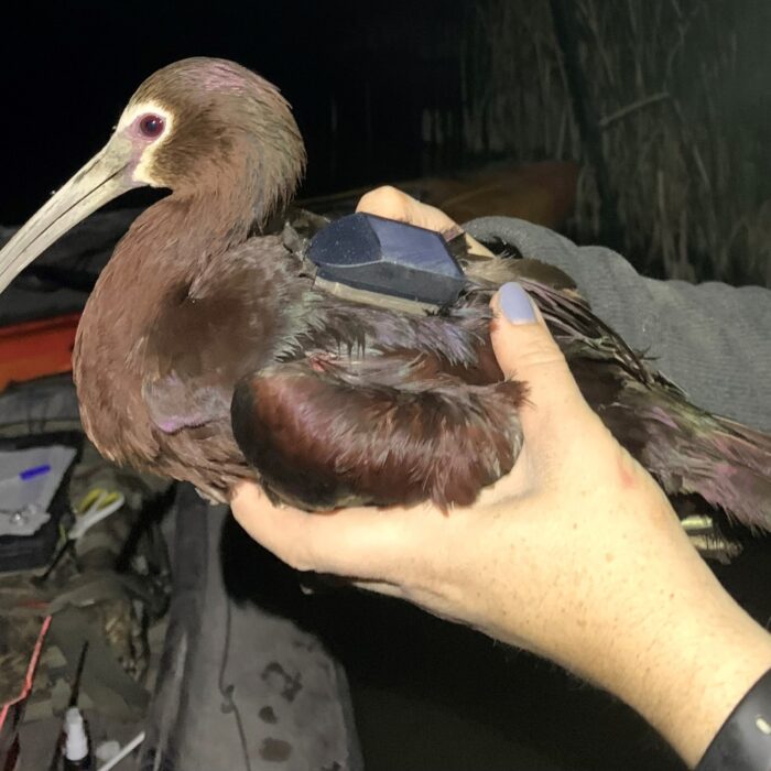 white-faced ibis with radio transmitter backpack