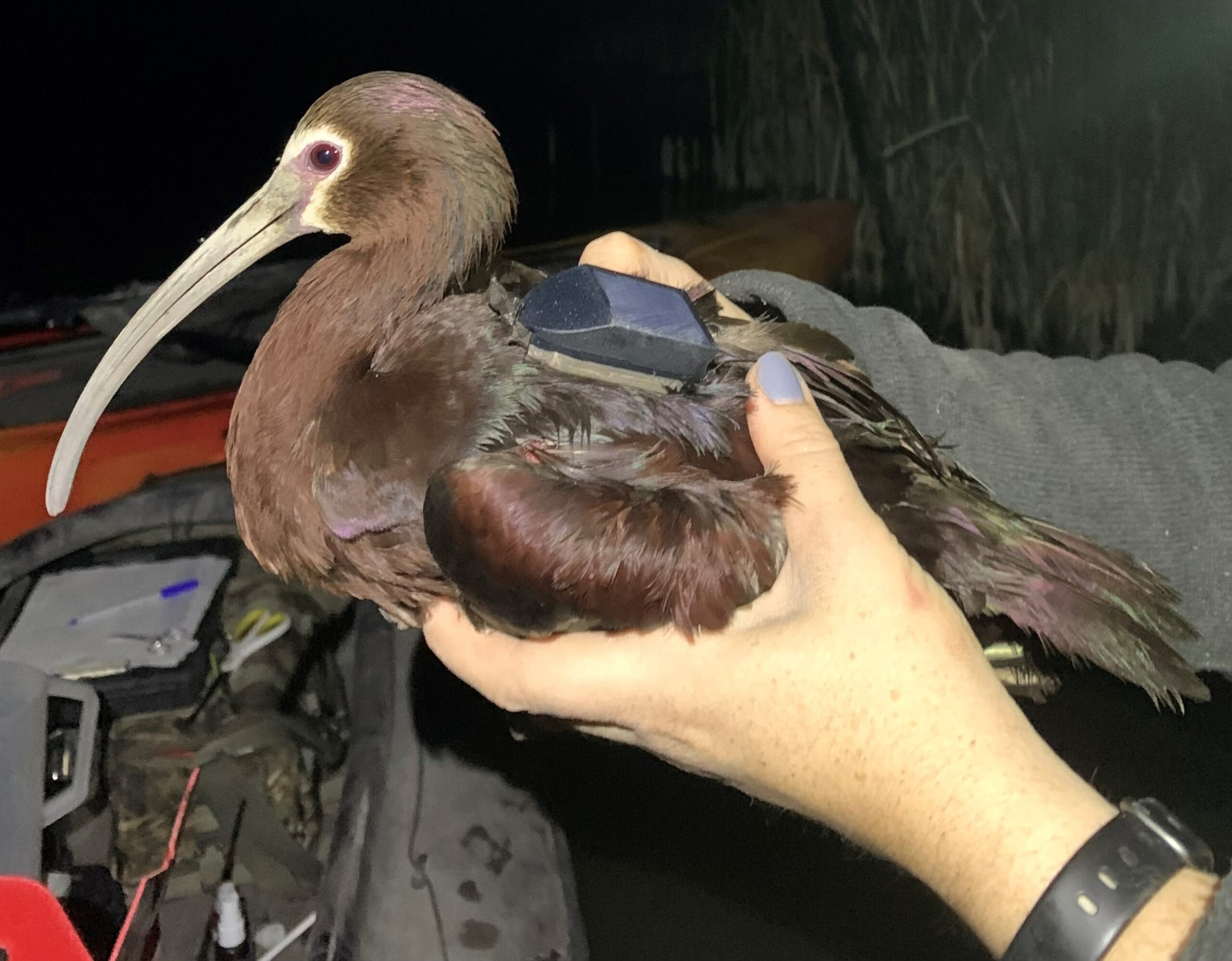 white-faced ibis with radio transmitter backpack