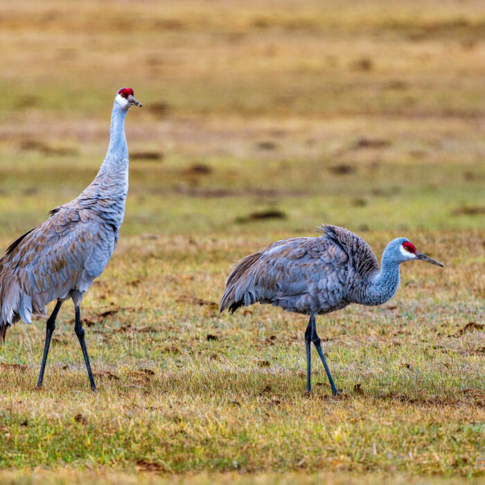 Two Sandhill Crane's in Meadow