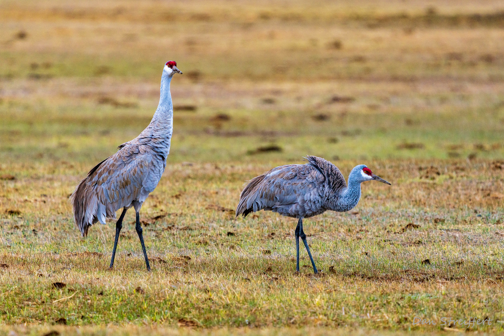 Two Sandhill Crane's in Meadow