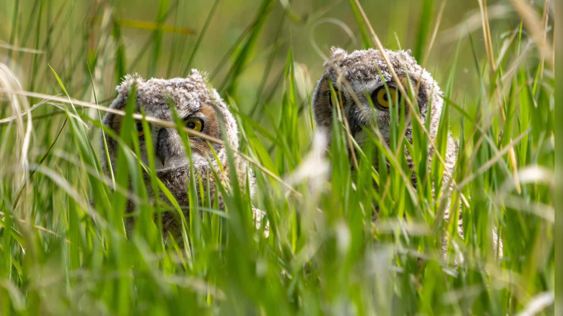Young Great Horned Owls
