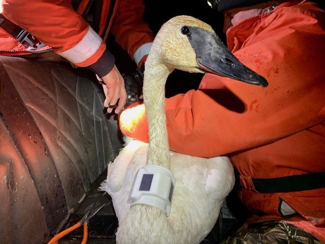 Trumpeter Swan