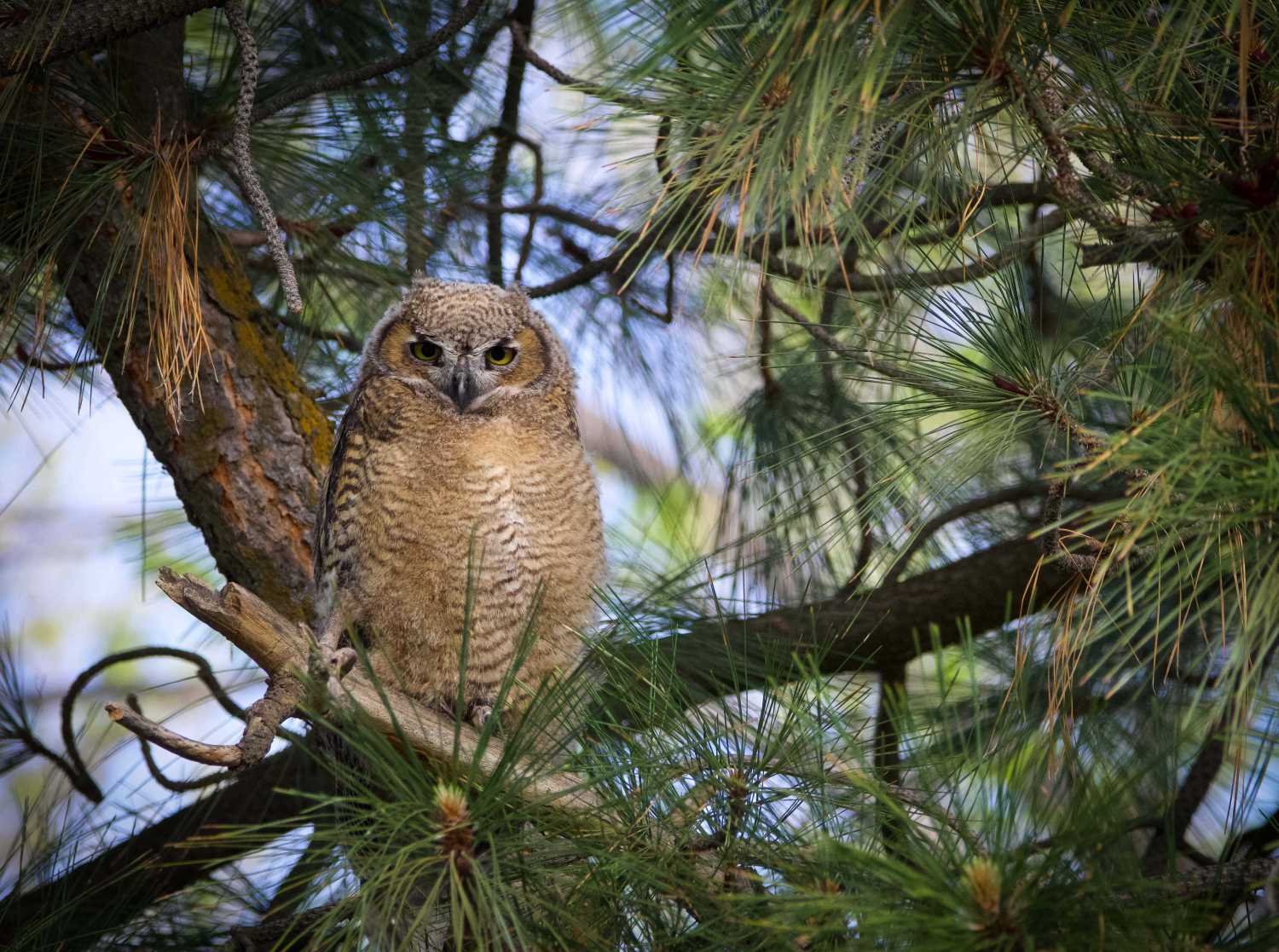 A fluffy young great-horned owl sits in a ponderosa pine tree.