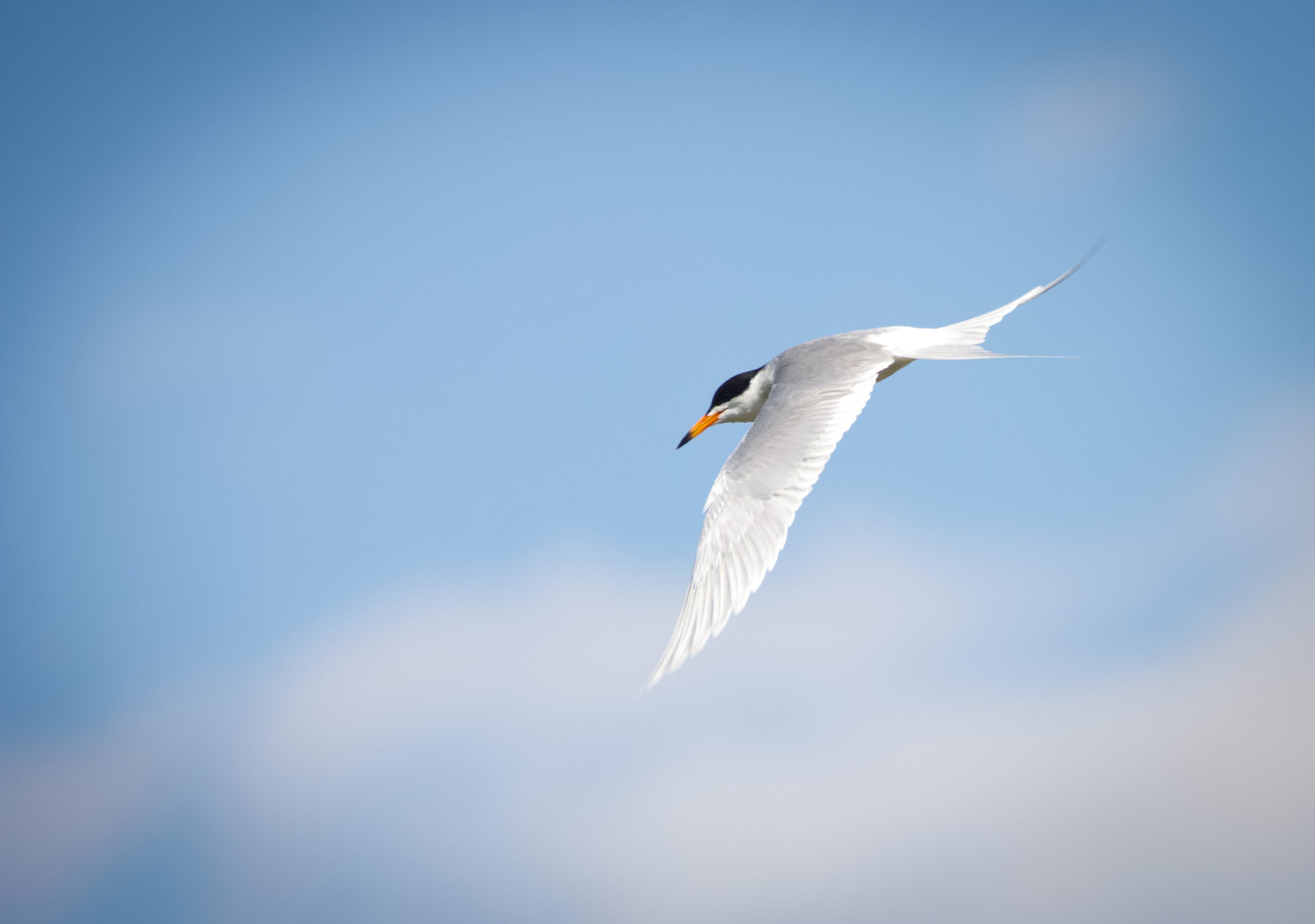 Forester's tern in flight. Black cap on a white bird with grey wings. This tern is looking down, likely hunting. 