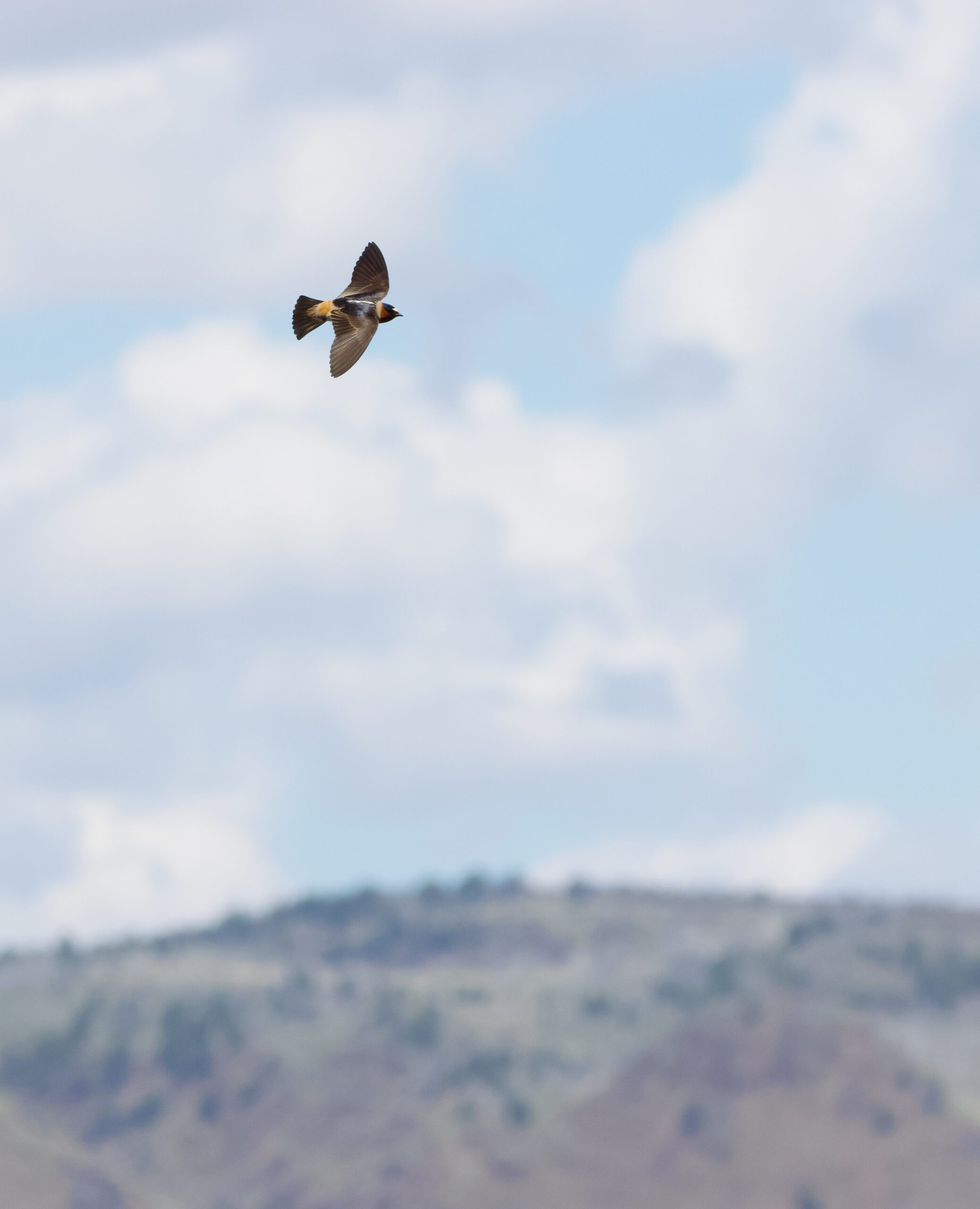 Small bird flying.