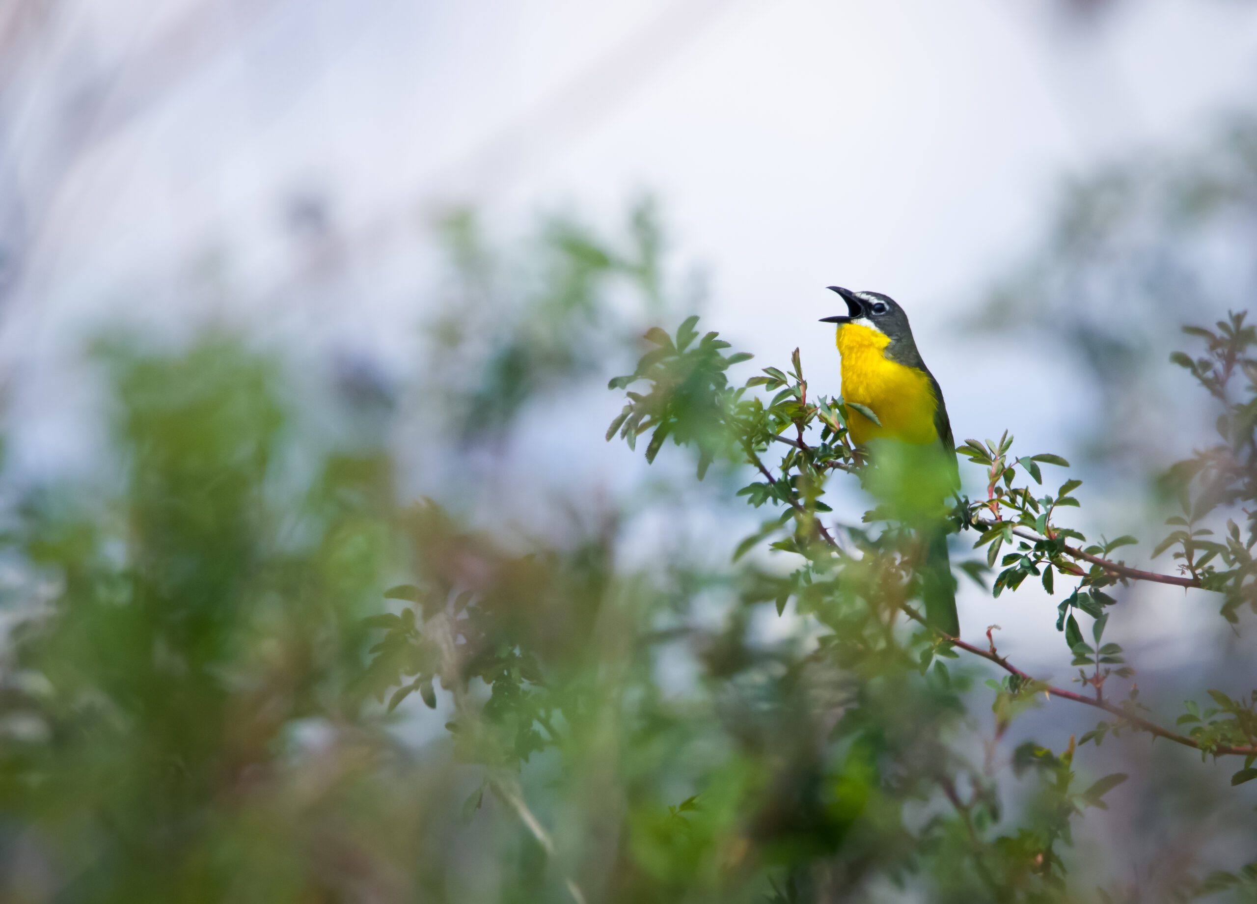 Small bird with yellow throat sitting in a bush. 