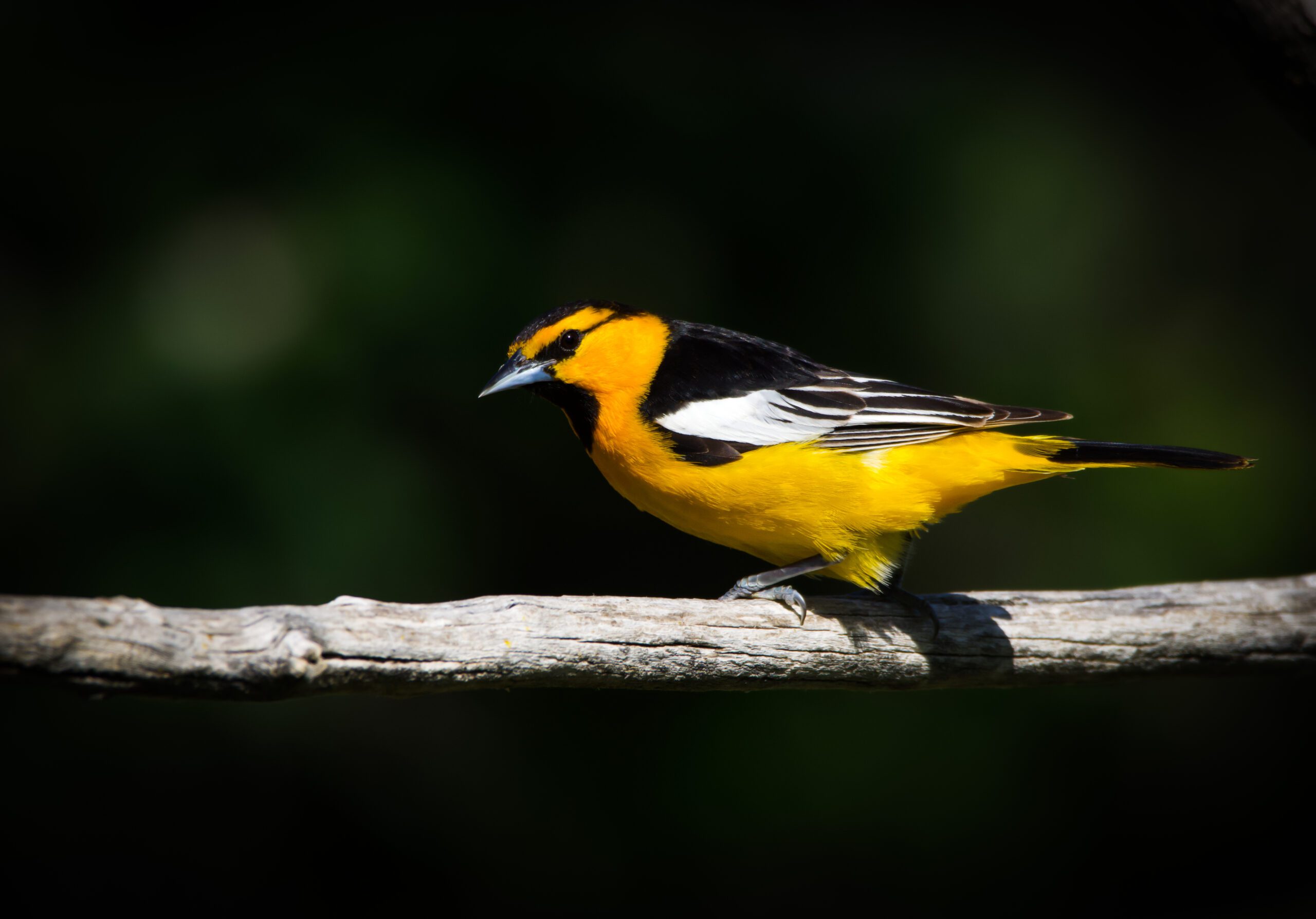 Small bird with black on its back and wings and bright yellow-orange on its head, breast, and belly stands on a twig.