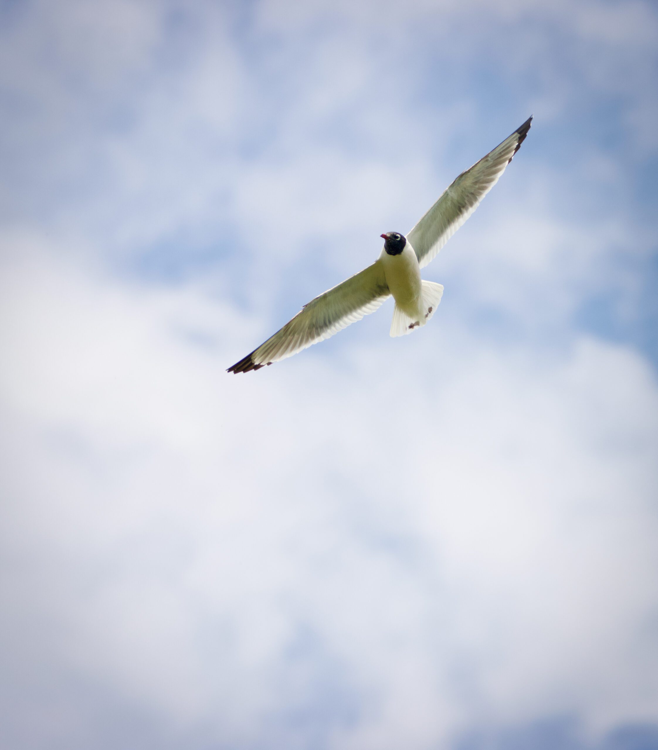 Franklin's gull flying. Black wing tips with an all black head are noticable markings on this white bird. 