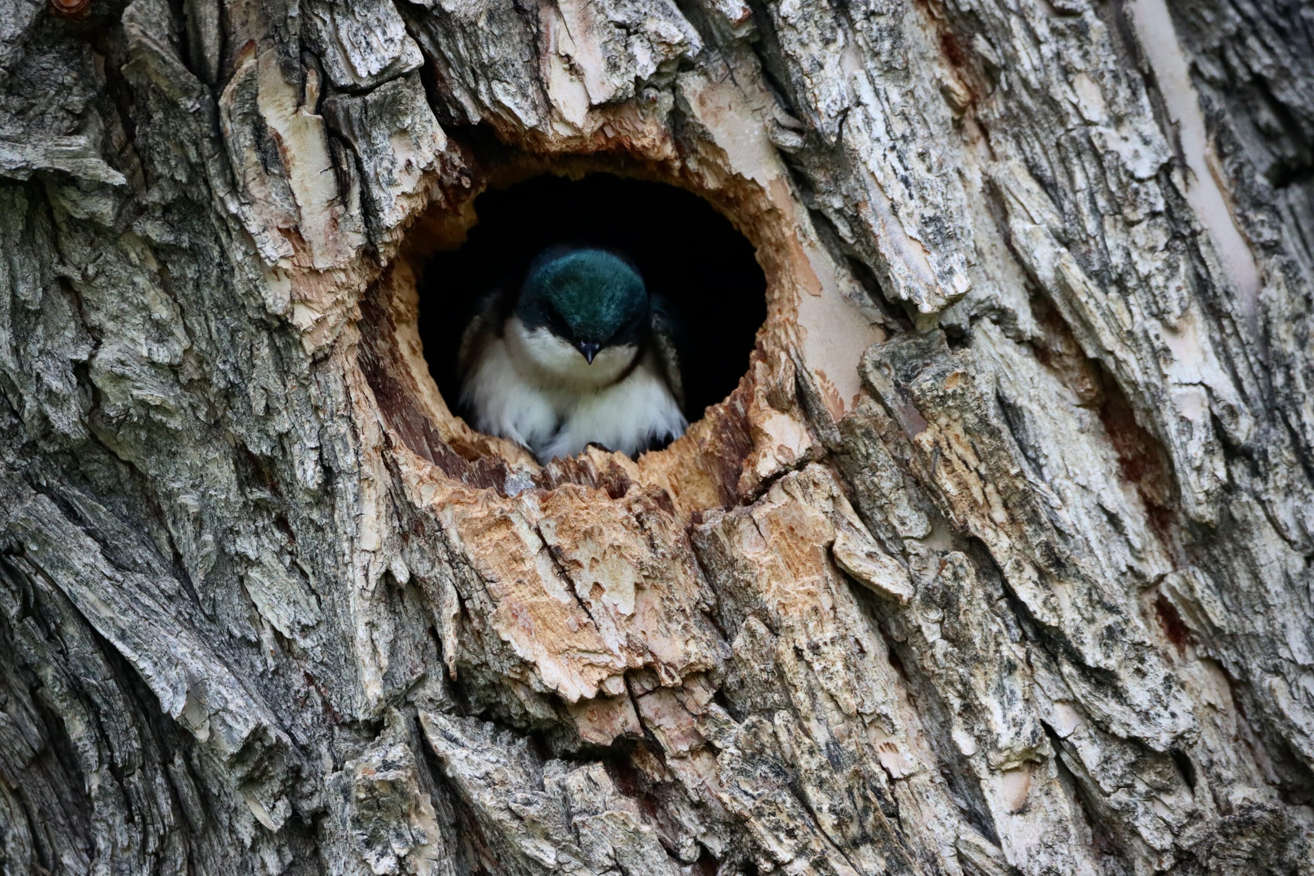 Small bird with a blue head and white throat is looking out of the nesting cavity in a tree.