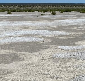 Dry lake bed of Harney Lake with a horizon of green vegetation and blue sky in the background. A small snowy plover is visible, though camouflaged with the lakebed in the foreground. 