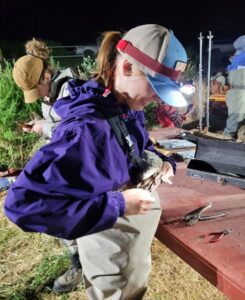 Young biologist wearing a headlamp and chest waders is holding a duck to attach a leg band.