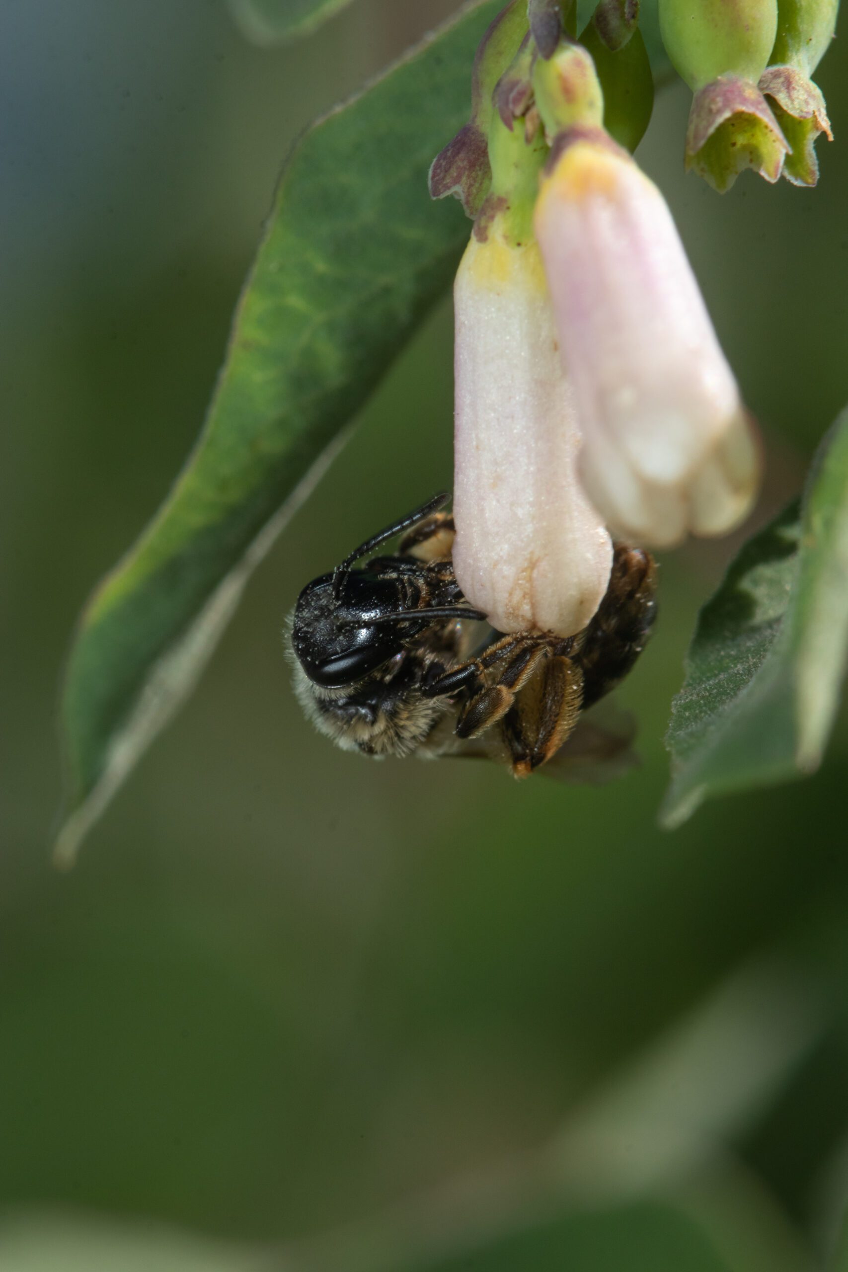 A mining bee (Andrena cheyennorum)