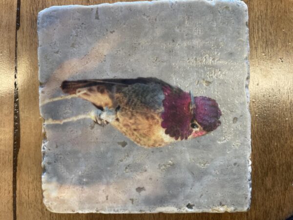 Tile Coaster-Anna's Hummingbird