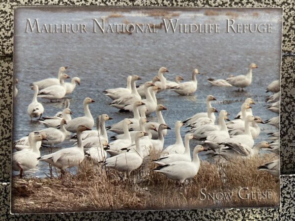 Snow Geese