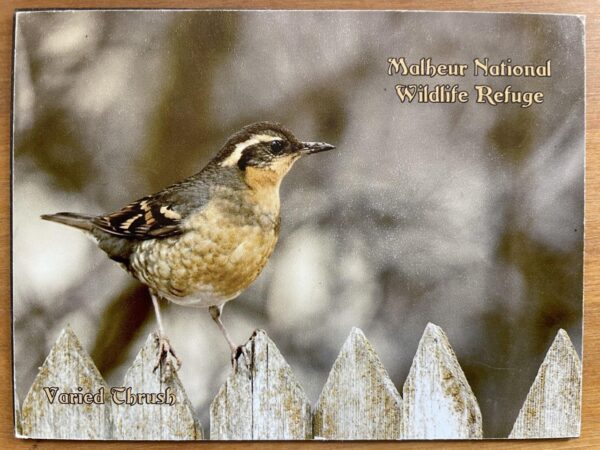 Varied Thrush