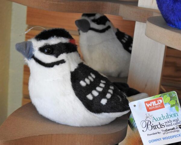 WR-Downy Woodpecker