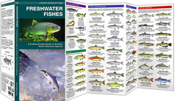 Freshwater Fishes: A Folding Pocket Guide to Familiar North American Species