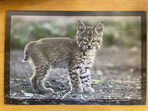 Bobcat Postcard