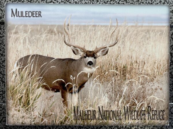 Mule Deer (Assorted Images)