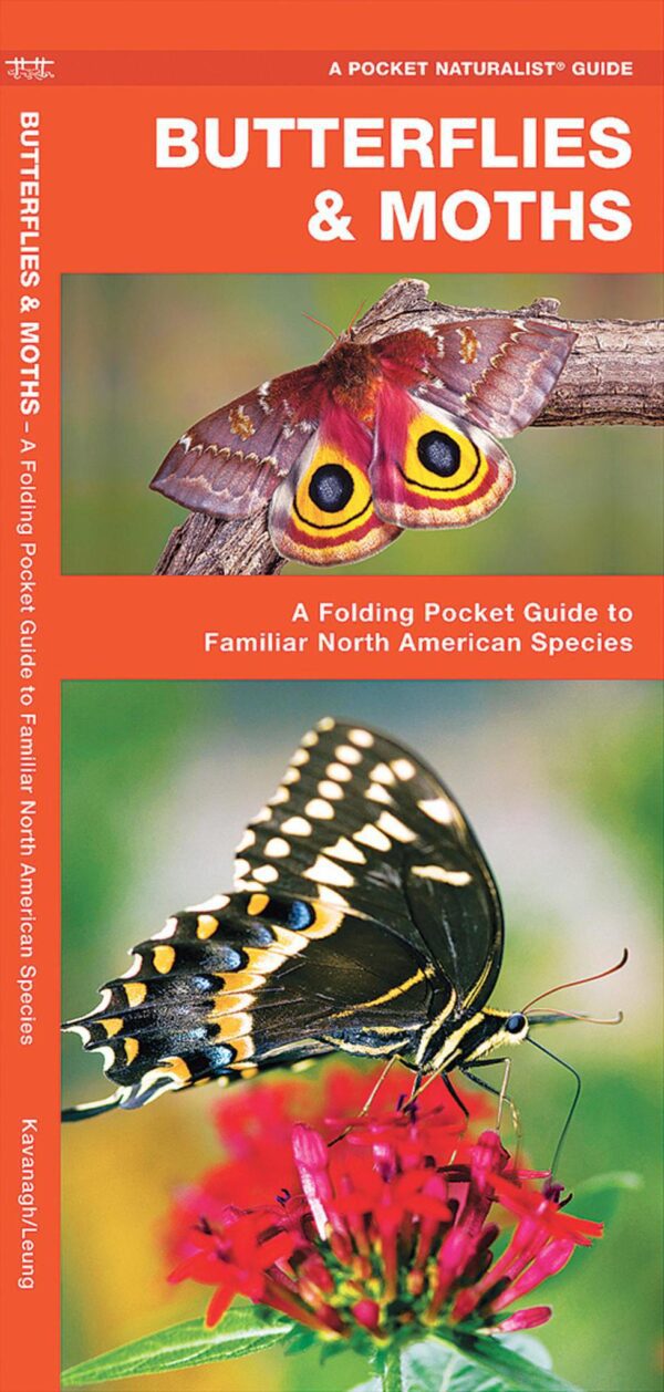 Butterflies & Moths: A Folding Pocket Guide to Familiar North American Species